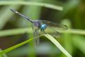 Micrathyria atra (Black Dasher) male-4.jpg